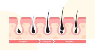 Cycle du cheveu : anagène, catagène, télogène