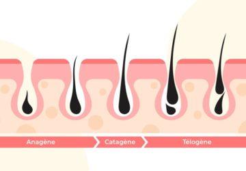 Cycle du cheveu : anagène, catagène, télogène